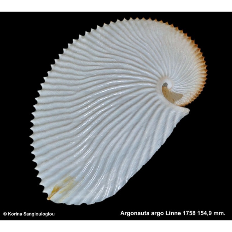 Argonauta argo Gorgeous Superb!