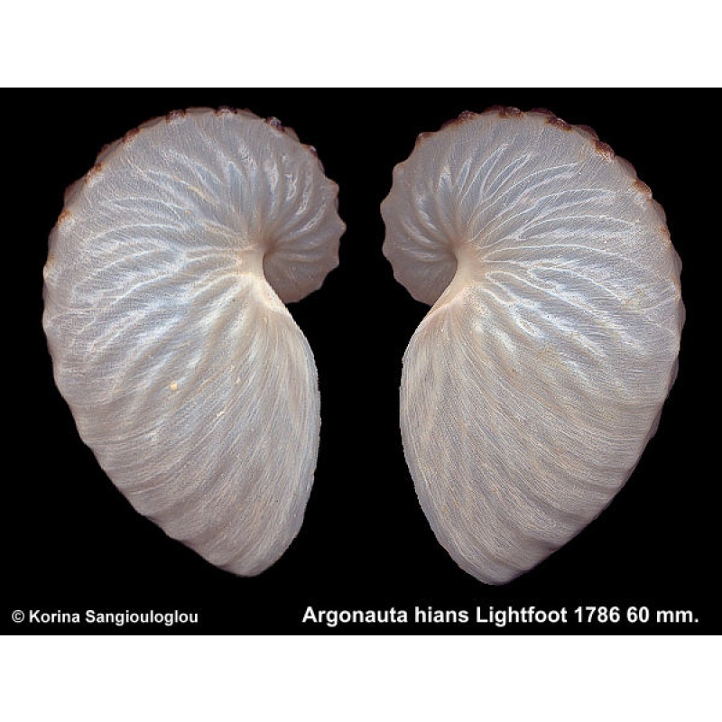 Argonauta hians Gorgeous Superb!