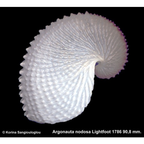 Argonauta nodosa Gorgeous From New Zealand!