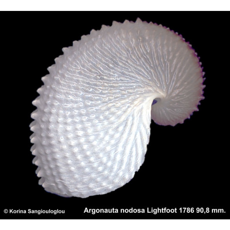 Argonauta nodosa Gorgeous From New Zealand!