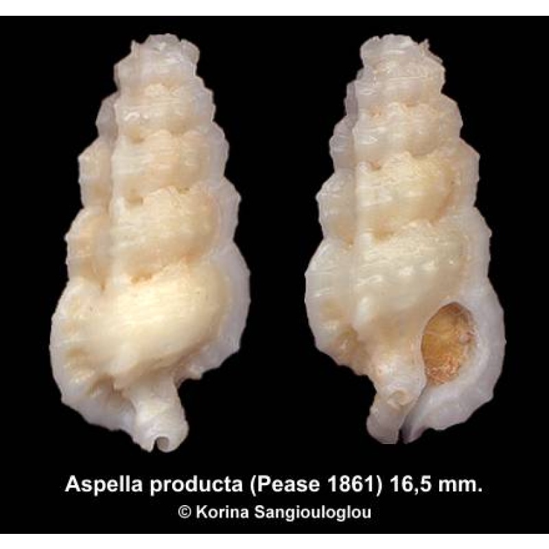 Aspella producta Outstanding!