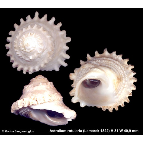 Astralium rotularia Gorgeous Frilly Large!