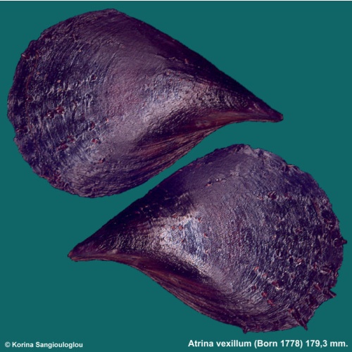 Atrina vexillum Gorgeous!