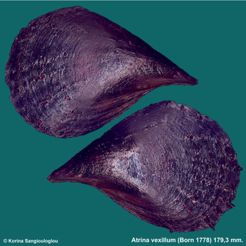 Atrina vexillum Gorgeous!