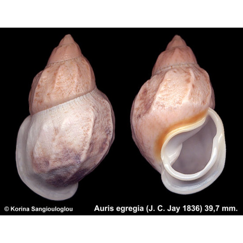 Auris egregia Gorgeous Large!