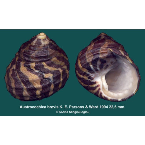 Austrocochlea brevis Gorgeous!