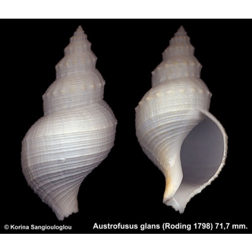 Austrofusus glans Gorgeous Large!