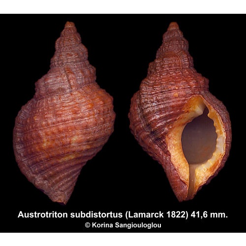 Austrotriton subdistortus Outstanding Tick Dark!