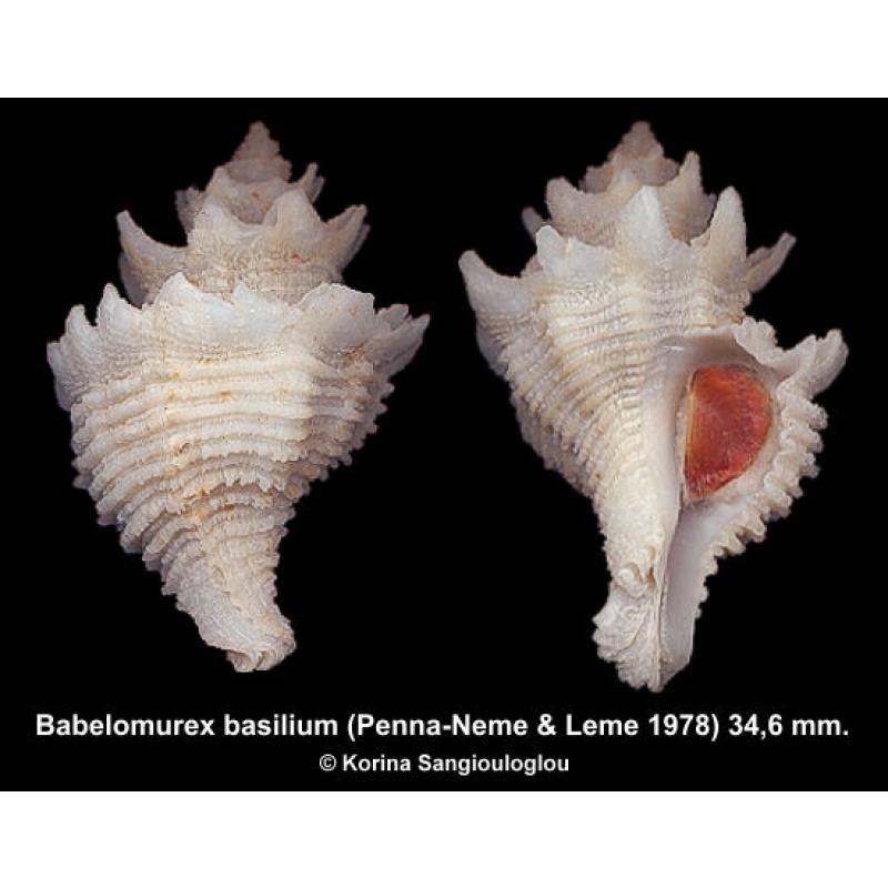 Babelomurex basilium Gorgeous Superb!