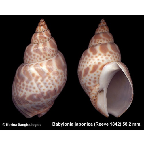 Babylonia japonica Gorgeous!