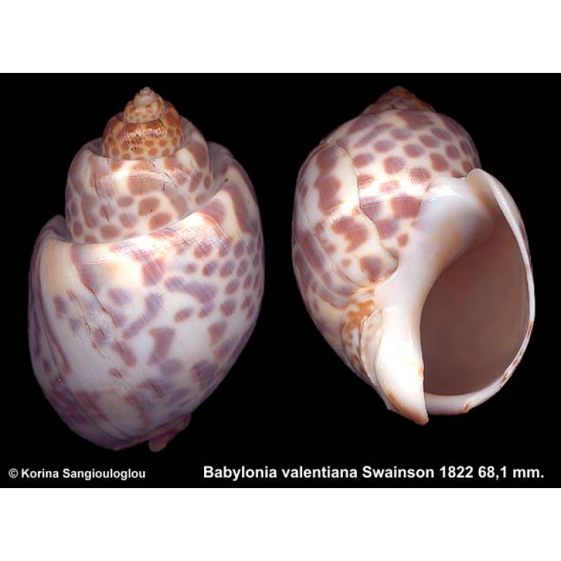 Babylonia valentiana Gorgeous Giant Heavy!