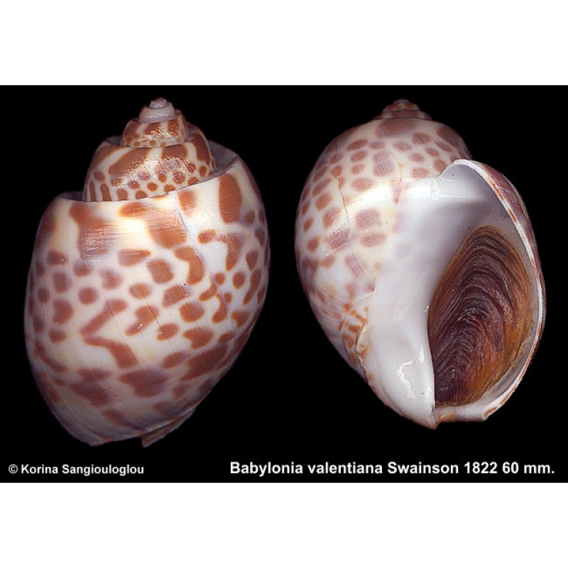 Babylonia valentiana Gorgeous Large Globose Heavy!
