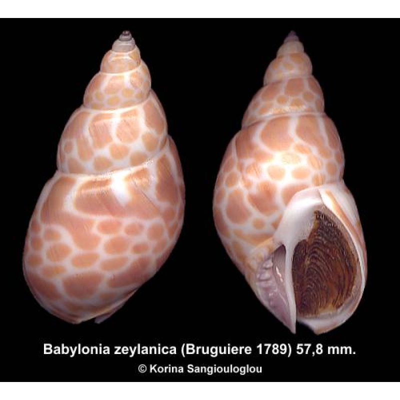 Babylonia zeylanica Gorgeous!