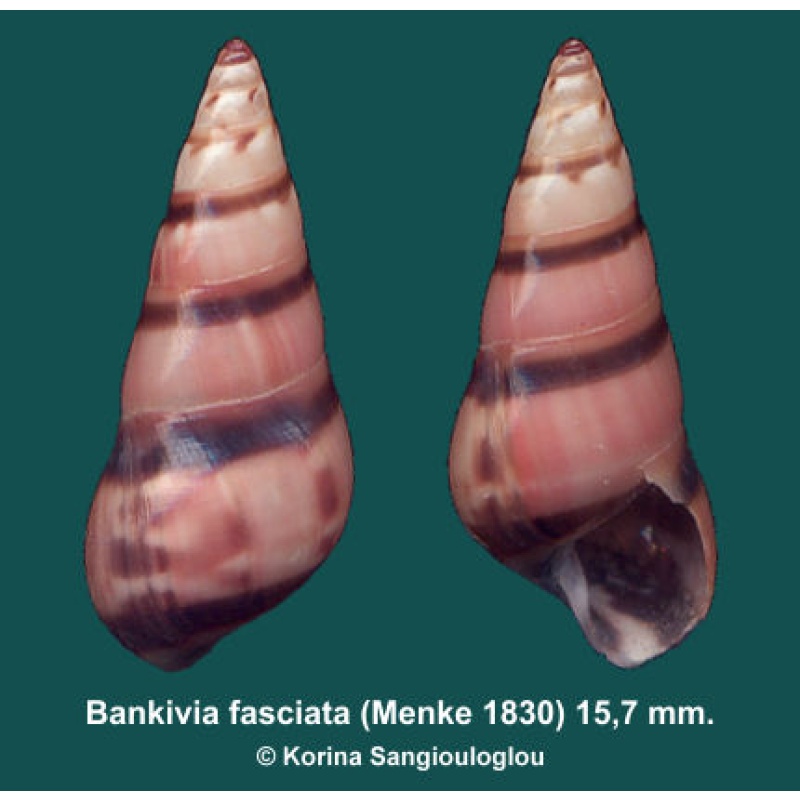 Bankivia fasciata Gorgeous Colorful!