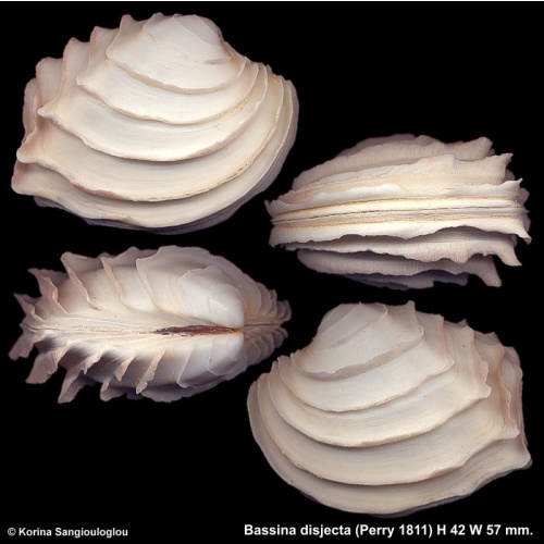 Bassina disjecta Gorgeous Frilly!