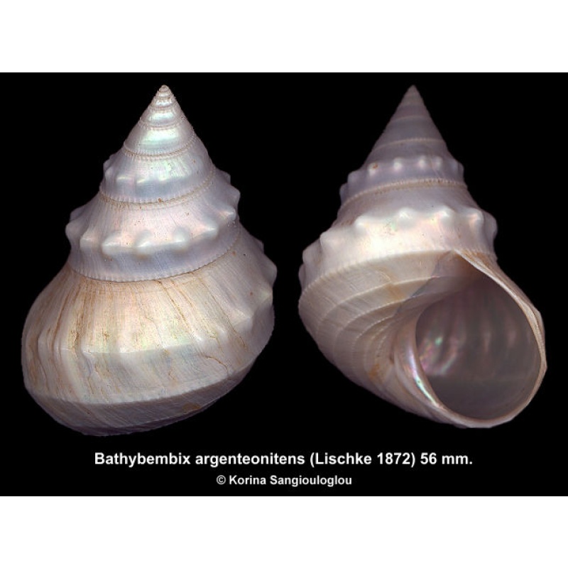 Bathybembix argenteonitens Gorgeous Large!