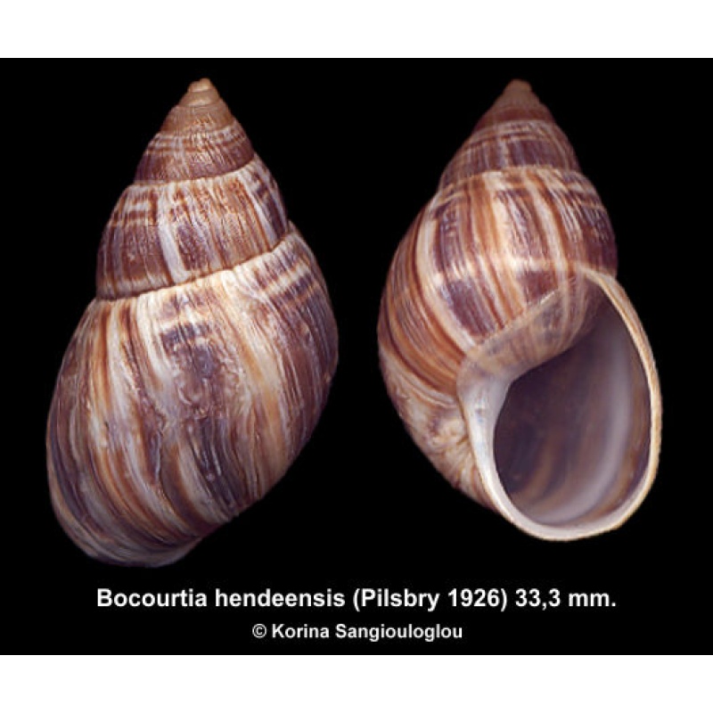 Bocourtia hendeensis Gorgeous Colorful Uncommon!