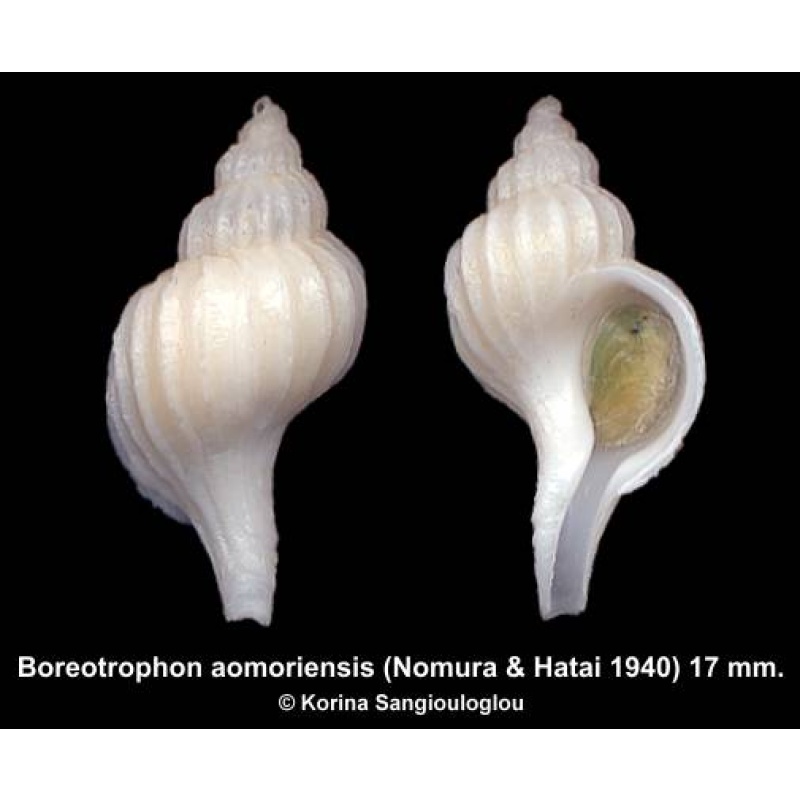 Boreotrophon aomoriensis Outstanding Superb!