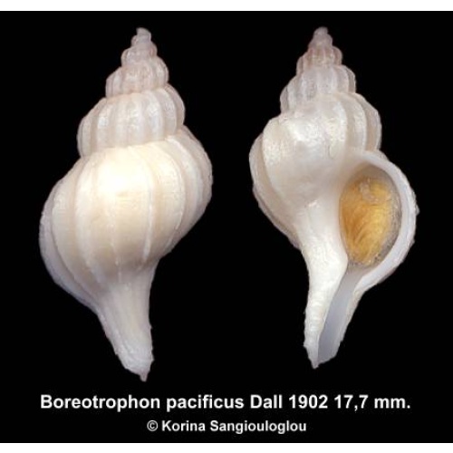 Boreotrophon pacificus Outstanding!