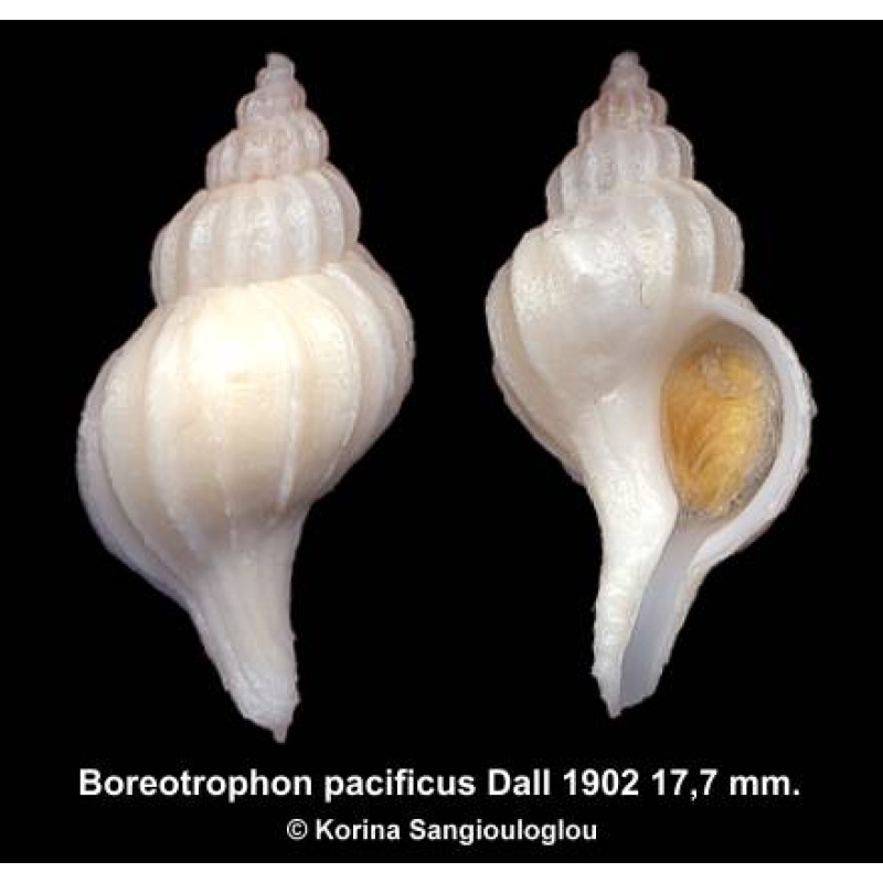 Boreotrophon pacificus Outstanding!