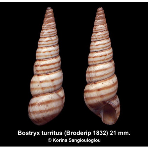 Bostryx turritus Gorgeous Banded!