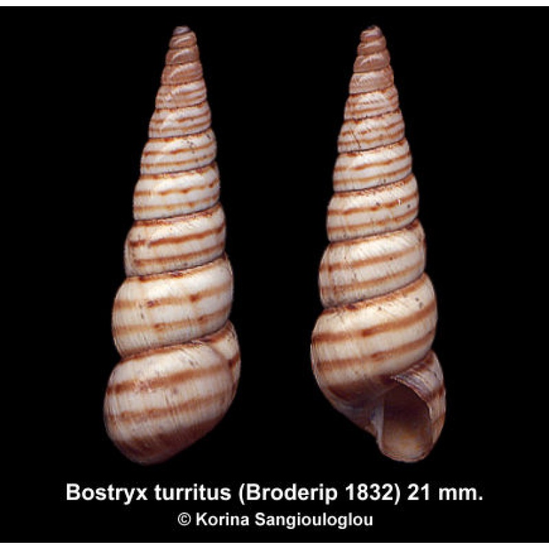 Bostryx turritus Gorgeous Banded!