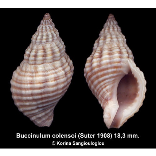 Buccinulum colensoi Gorgeous Superb!