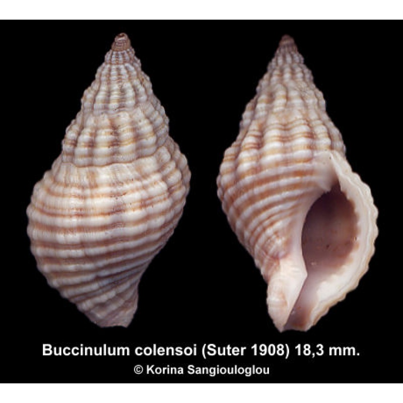 Buccinulum colensoi Gorgeous Superb!