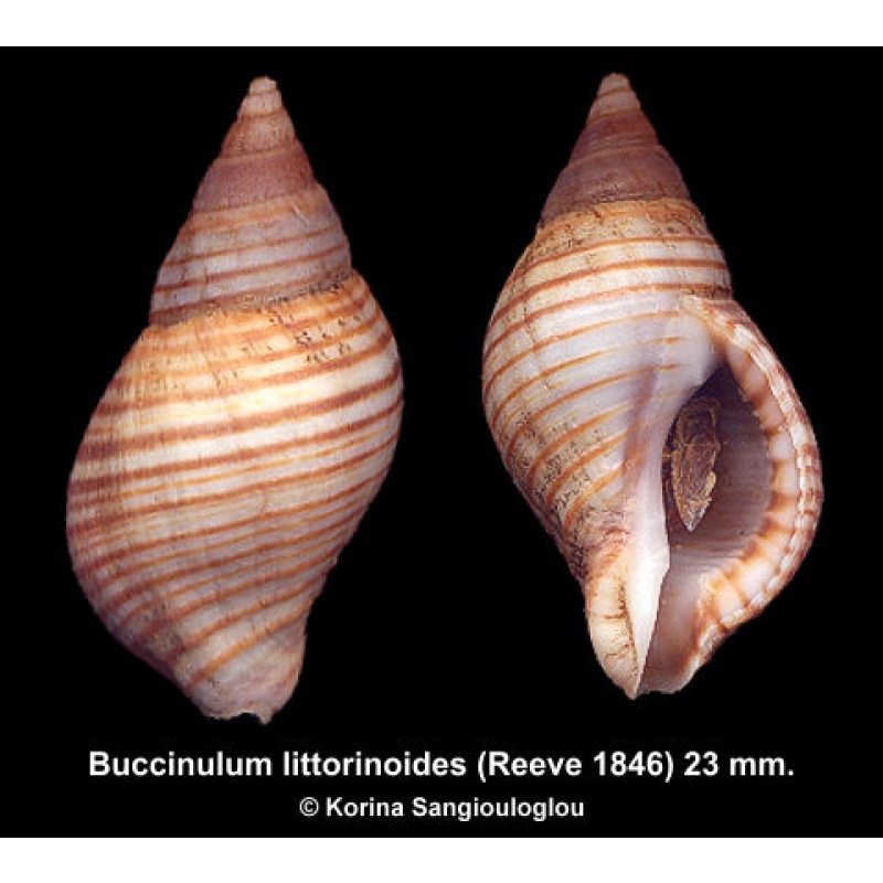 Buccinulum littorinoides Gorgeous Uncommon!