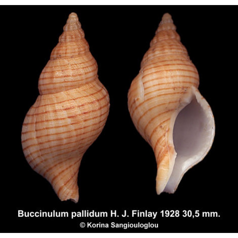 Buccinulum pallidum Gorgeous Uncommon!
