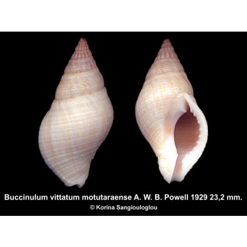 Buccinulum vittatum motutaraense Gorgeous Rare!