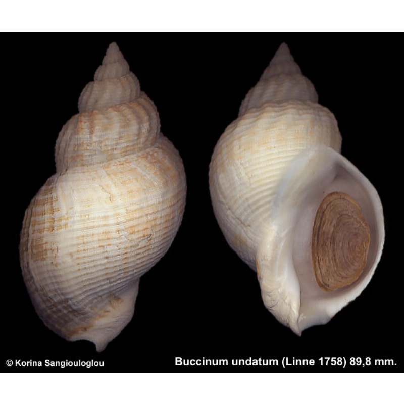Buccinum undatum Gorgeous Large!