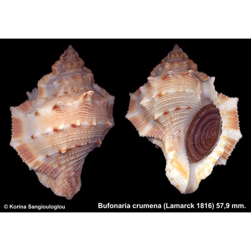 Bufonaria crumena Gorgeous Superb!