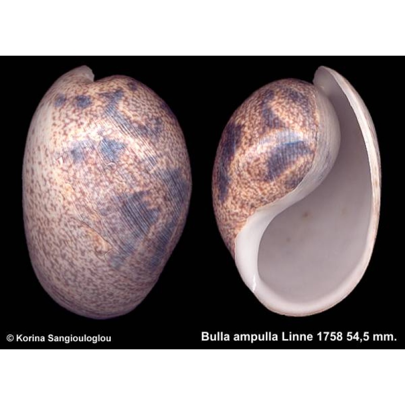 Bulla ampulla Outstanding Inflated Extra large!