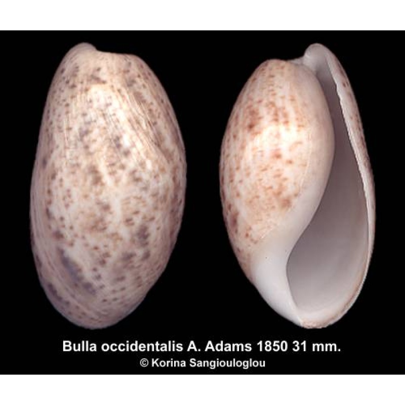 Bulla occidentalis Gorgeous Large!