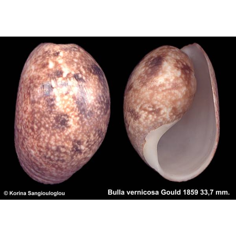 Bulla vernicosa Outstanding Multicolor!