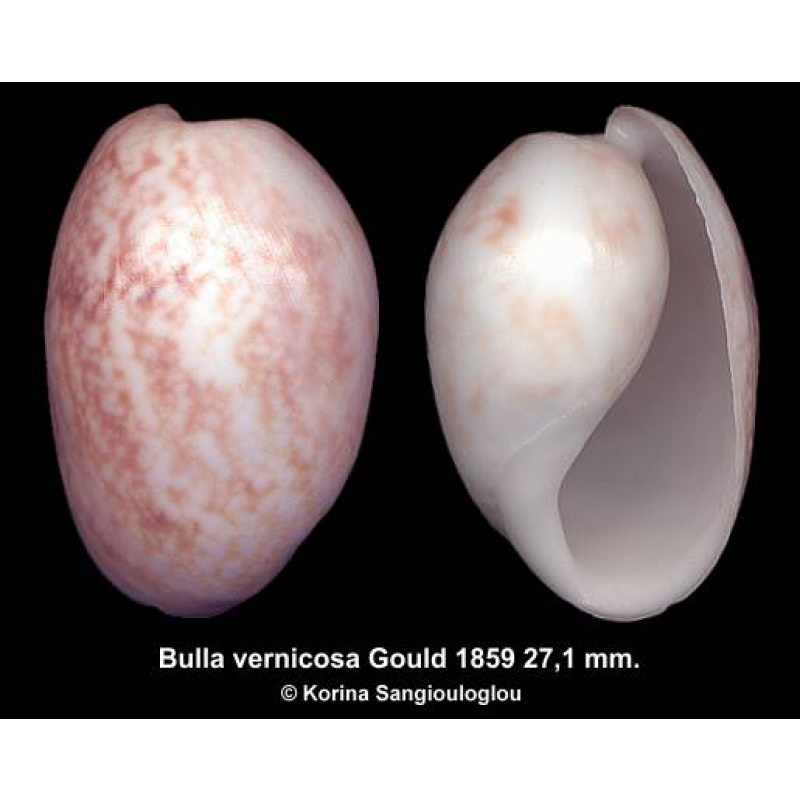 Bulla vernicosa Outstanding Strange Species!