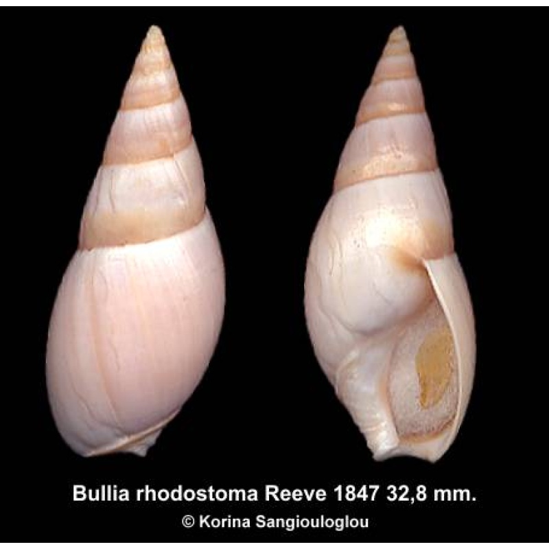 Bullia rhodostoma Outstanding!