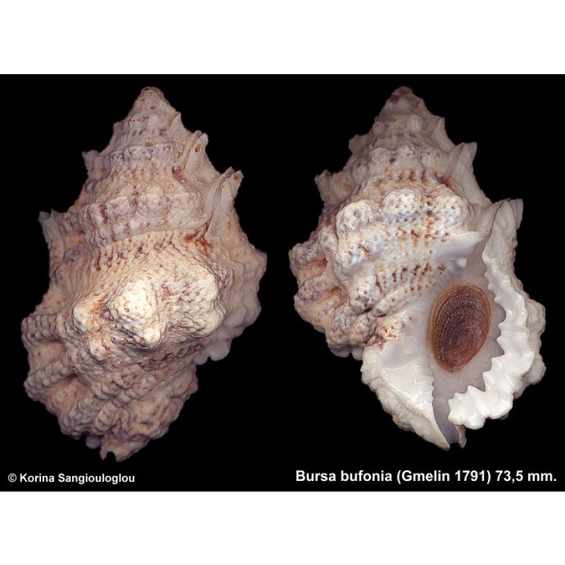 Bursa bufonia Gorgeous Large!
