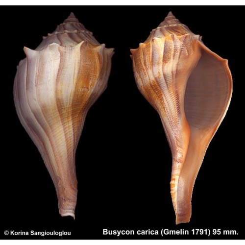 Busycon carica Gorgeous Slender Form!