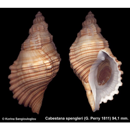 Cabestana spengleri Gorgeous Superb!