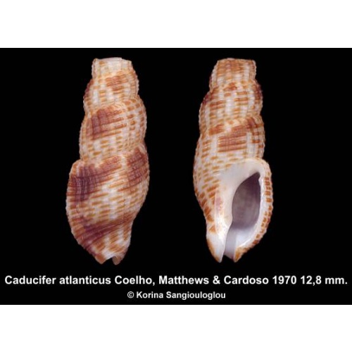 Caducifer atlanticus Outstanding Rare!