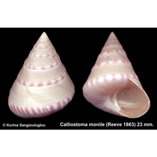 Calliostoma monile Gorgeous Large!