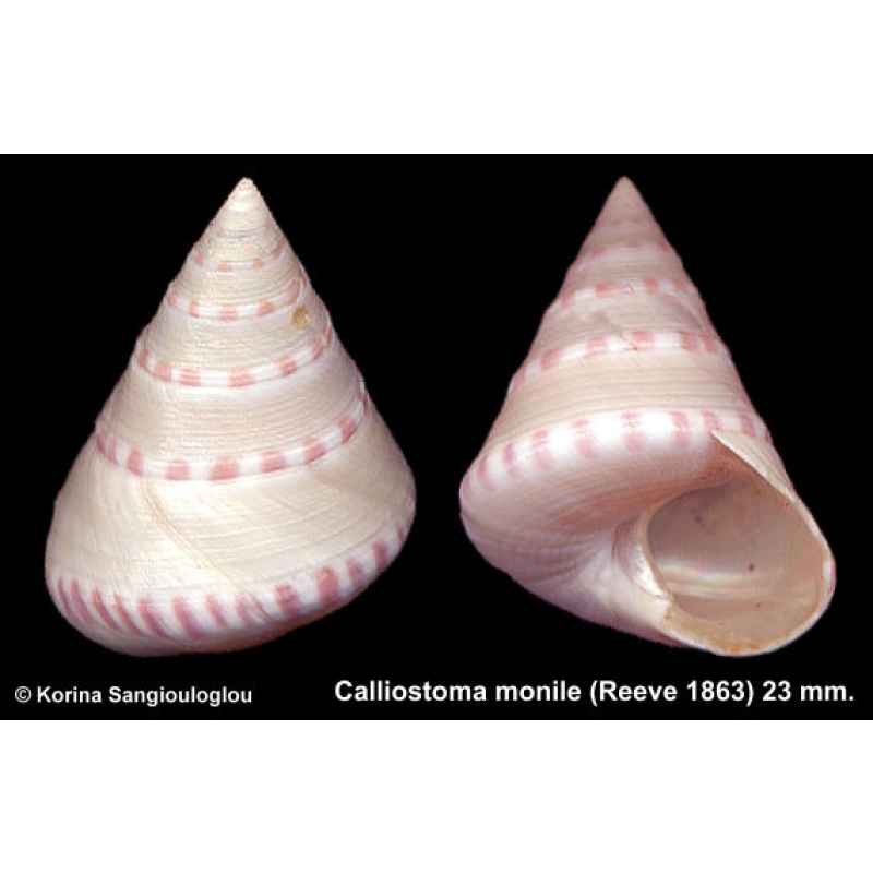 Calliostoma monile Gorgeous Large!