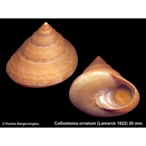 Calliostoma ornatum Gorgeous!