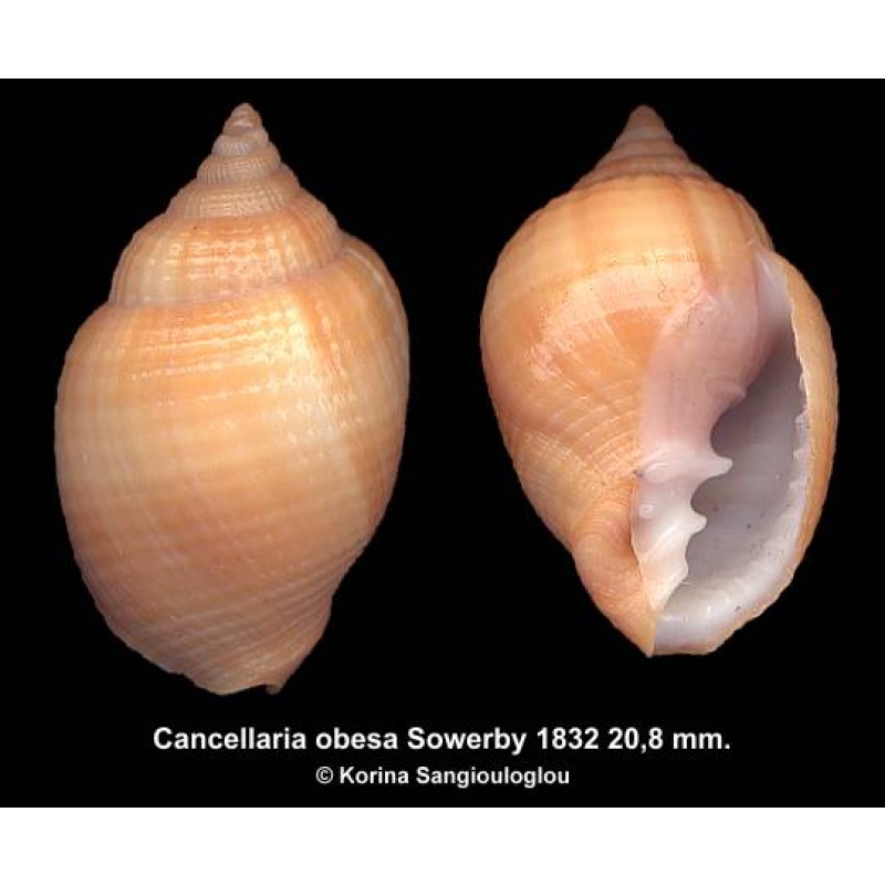 Cancellaria obesa Gorgeous Superb!