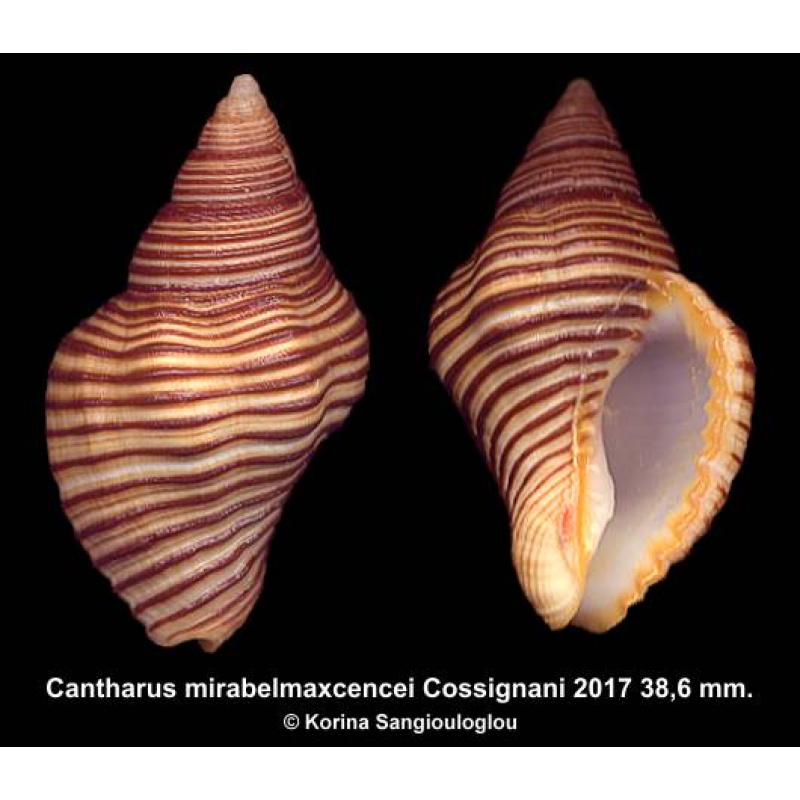 Cantharus mirabelmaxcencei Gorgeous!