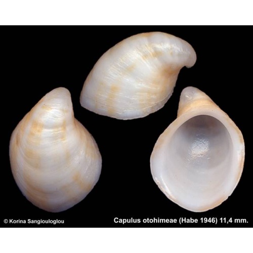 Capulus otohimeae Gorgeous!