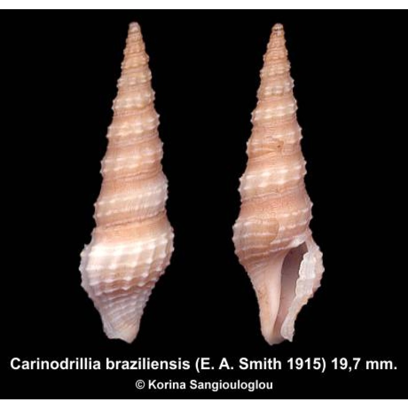 Carinodrillia braziliensis Gorgeous Superb!
