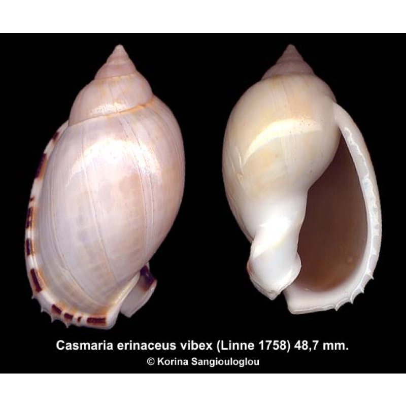 Casmaria erinaceus vibex Outstanding!